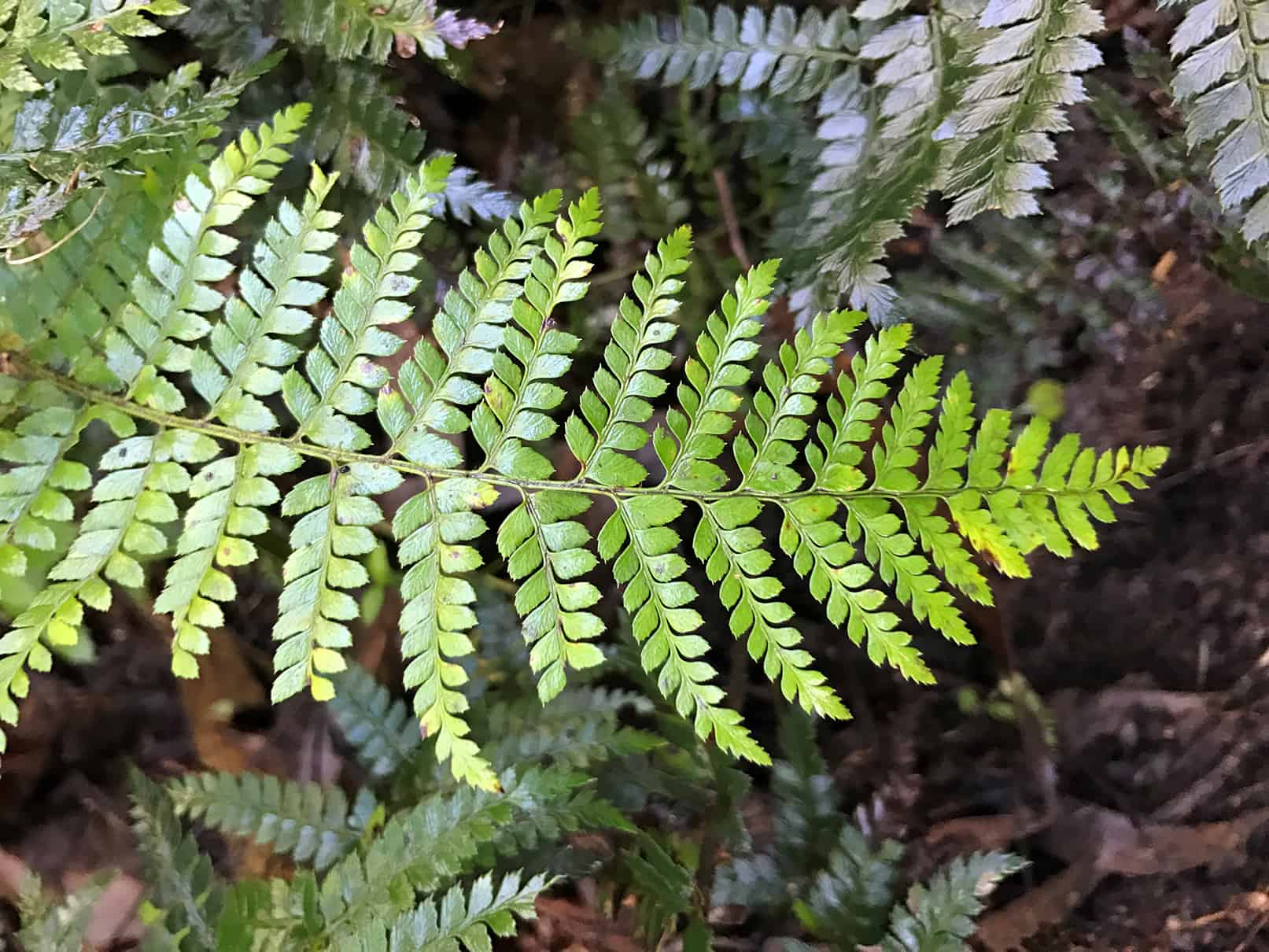 Fern